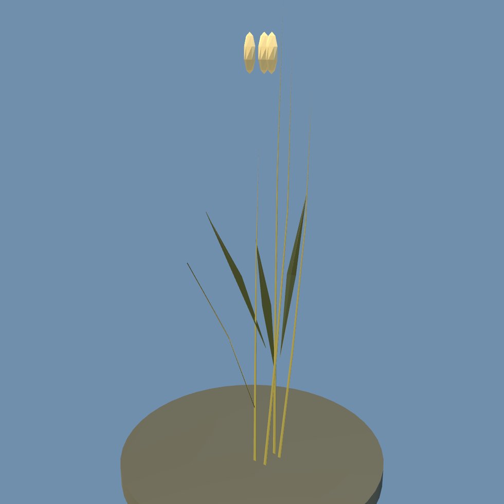 crop wheat field