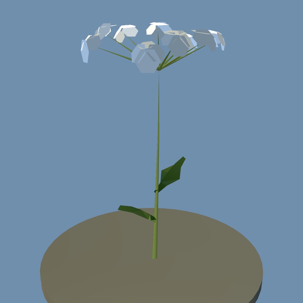 plant umbel